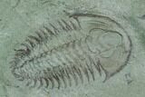 2.35" Longianda Trilobite With Pos/Neg Split - Issafen, Morocco - #130546-4